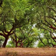 Image result for cork trees portugal