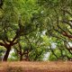 Image result for cork trees portugal