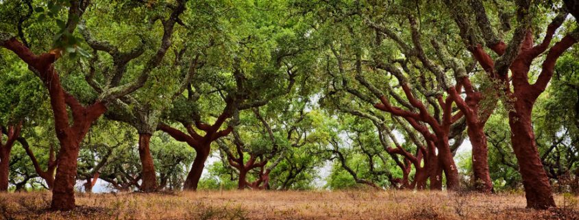 Image result for cork trees portugal